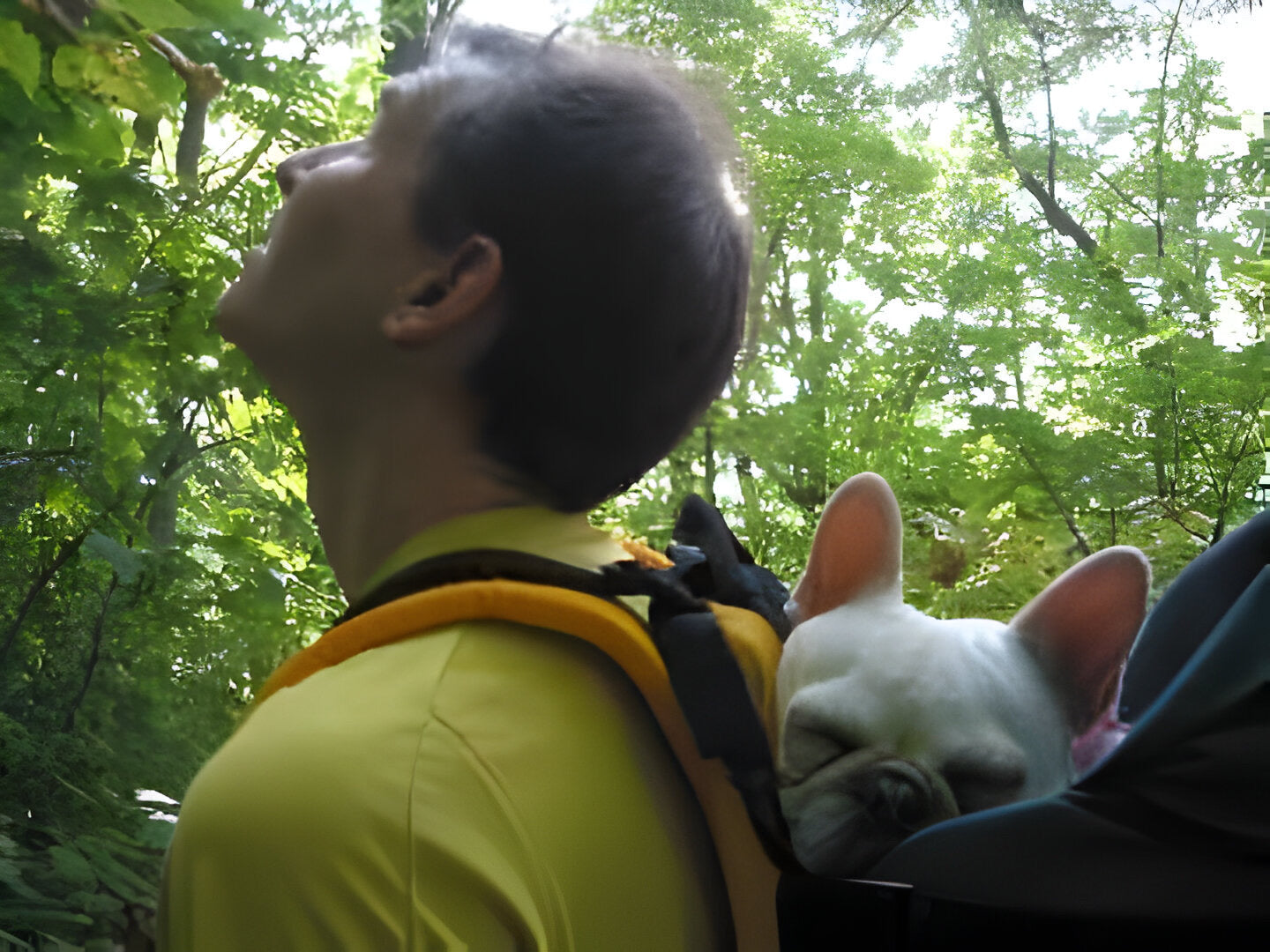 DOG PERCH BACKPACK