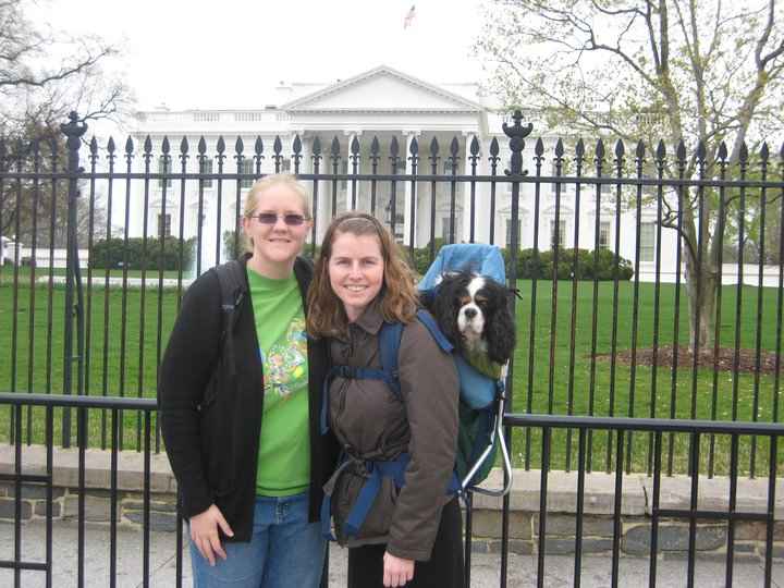 Made in USA DOG PERCH BACKPACK Pet Products