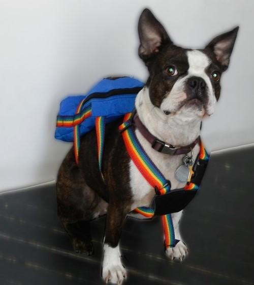 Frankie French Bulldog Walking Harness (Navy)
