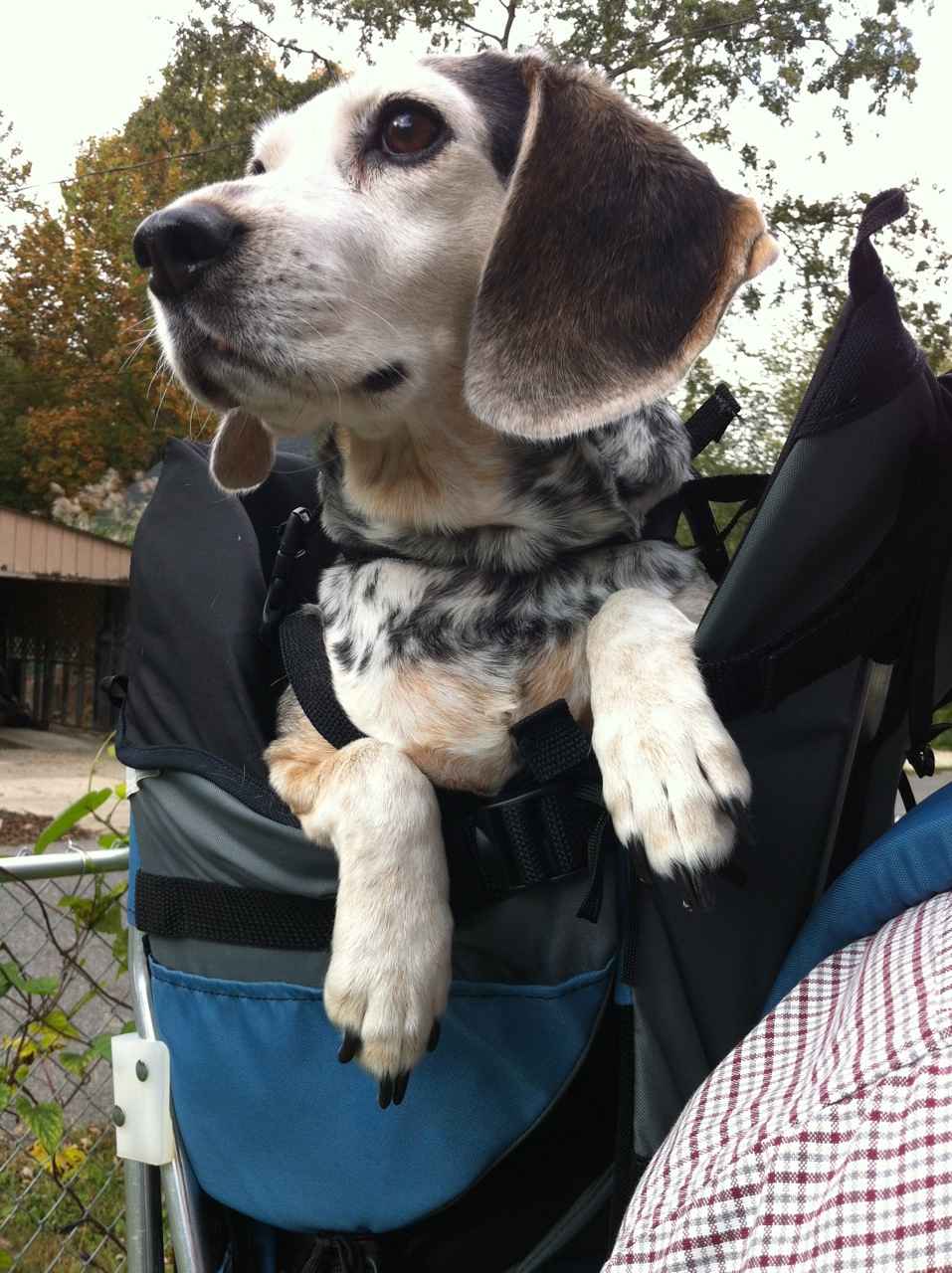 Made in USA STALLION DOG PERCH BACKPACK (Up to 30 lbs) Pet Products