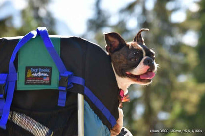 Made in USA COLT DOG PERCH BACKPACK (Up to 10 lbs) Pet Products