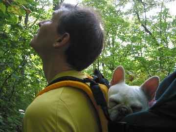 Made in USA COLT DOG PERCH BACKPACK (Up to 10 lbs) Pet Products