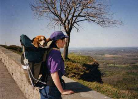MUSTANG DOG PERCH BACKPACK (Up to 35 lbs)