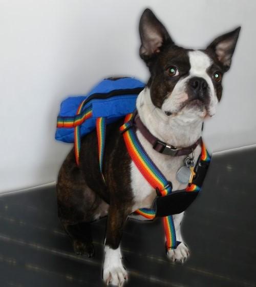 K-DOG BACKPACK Pet Products, by Tough Traveler. Made in USA since 1970