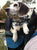 Dog Carrier Backpack 30 lbs.